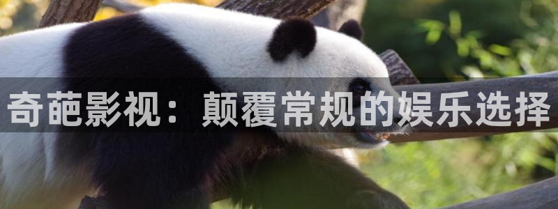 武汉斑马：奇葩影视：颠覆常规的娱乐选择
